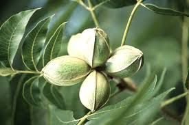 CARYA illinoinensis / Pecan