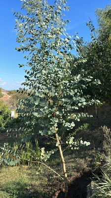 Cider Gum — view 2