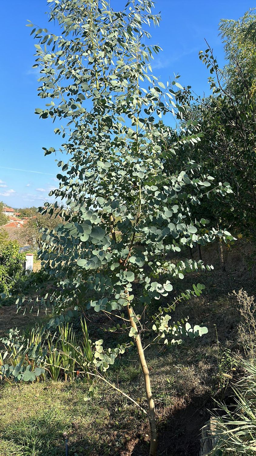 EUCALYPTUS gunnii / Cider Gum