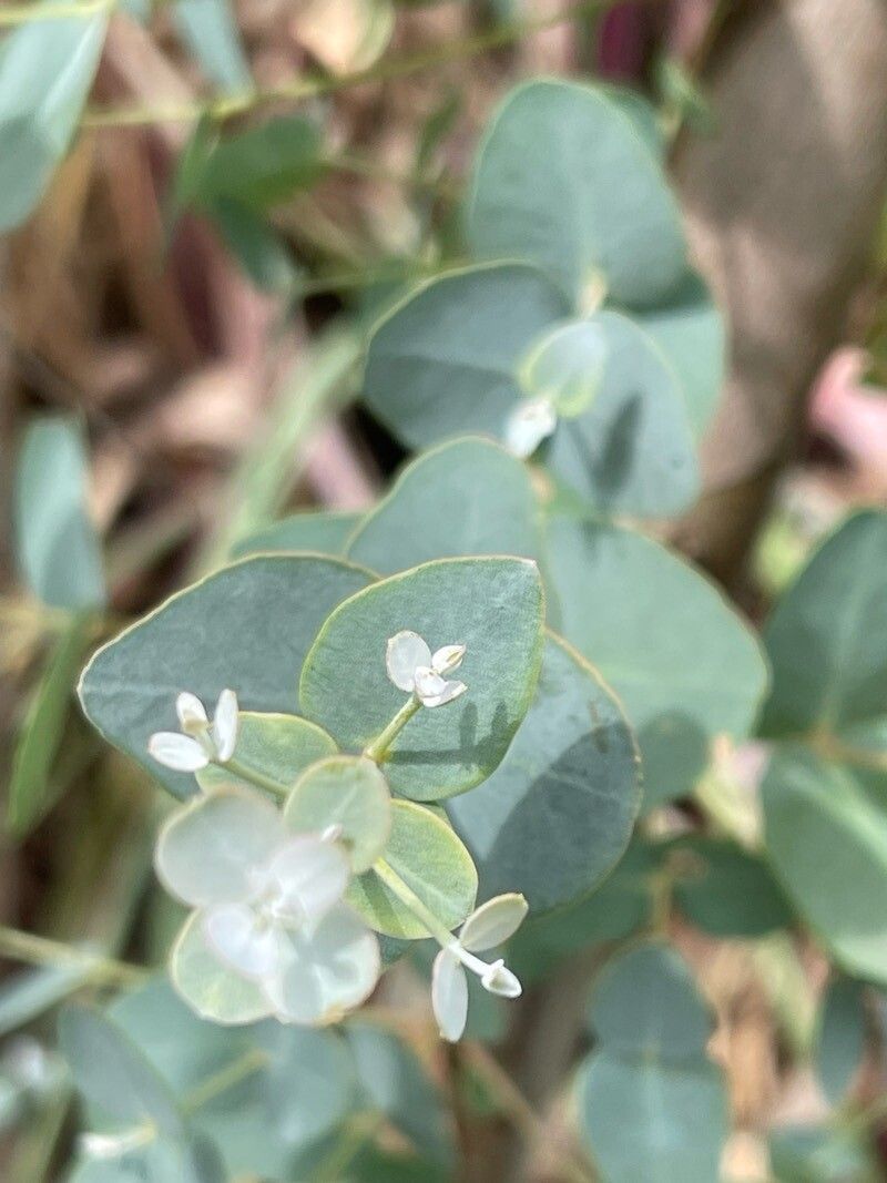 EUCALYPTUS gunnii / Cider Gum