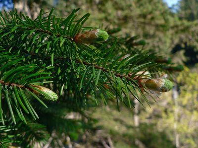 Douglas Fir — view 2
