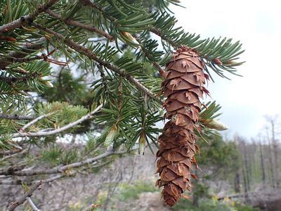 Douglas Fir — view 3