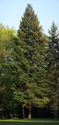 Douglas Fir — view 5
