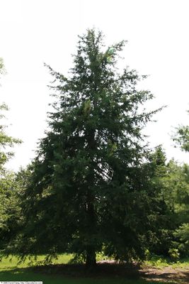 Douglas Fir — view 4