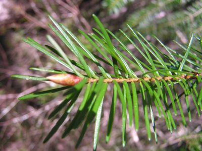 PSEUDOTSUGA menziesii / Douglas Fir