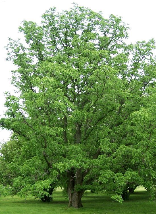 PHELLODENDRON amurense / Amur cork tree