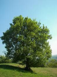 Field Maple tree for sale UK