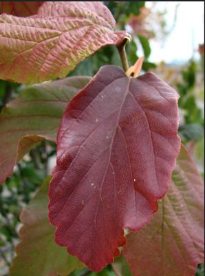 Persian Ironwood — view 2