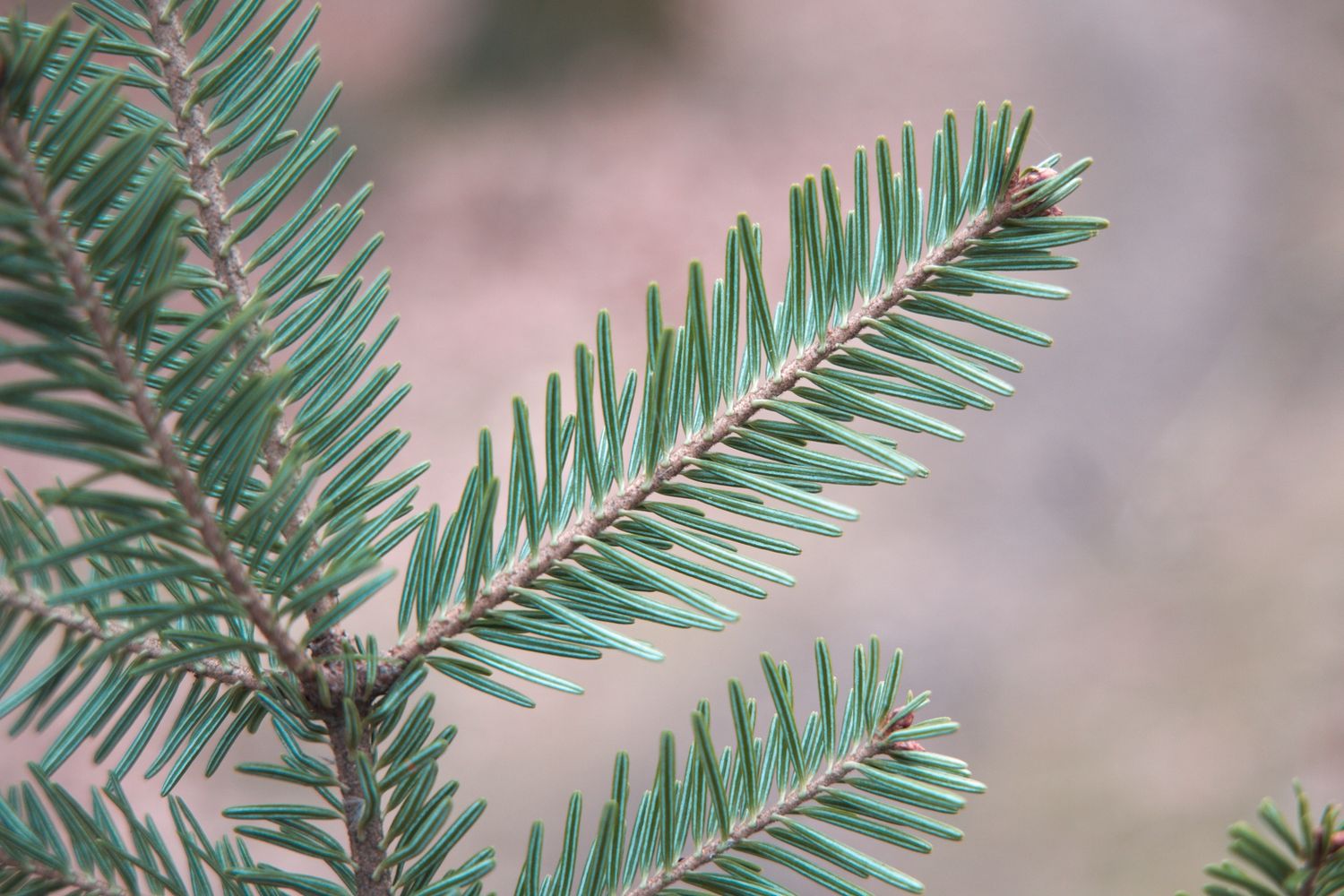 ABIES alba / European Silver Fir