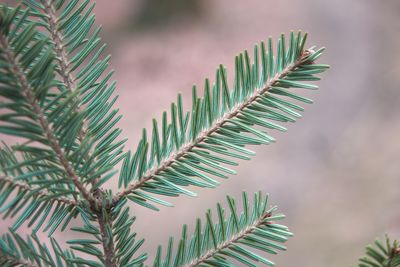ABIES alba / European Silver Fir