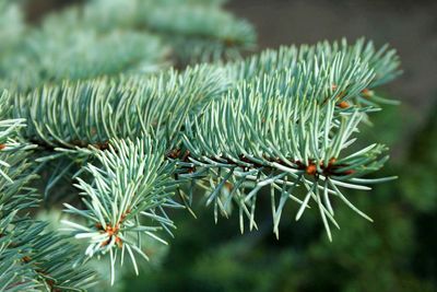 Colorado Blue Spruce