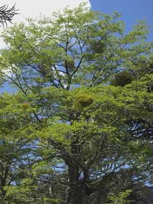 Antarctic Beech — view 3