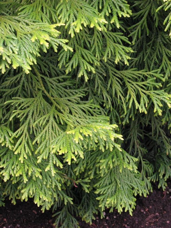 Hiba Arborvitae tree for sale UK