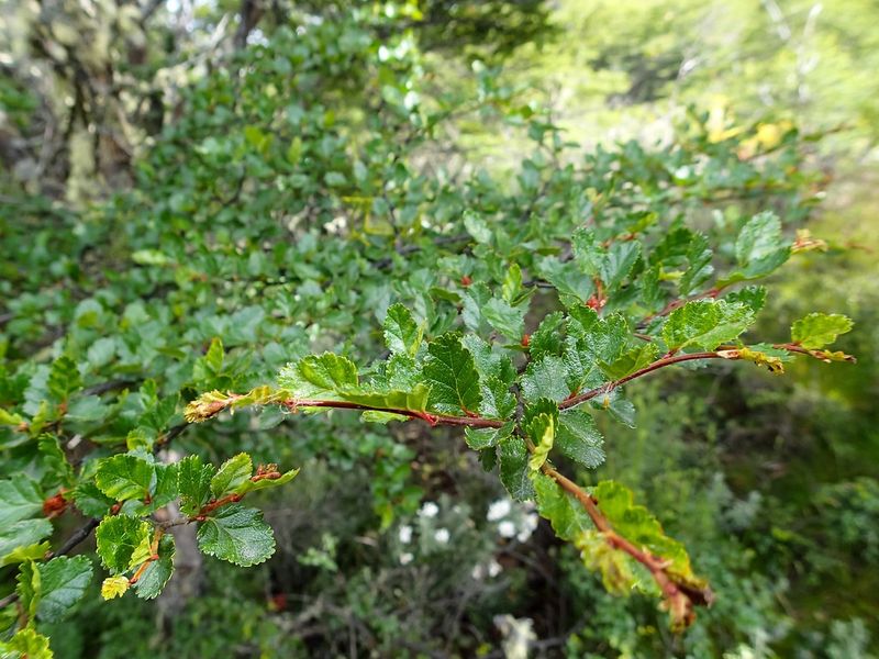 Antarctic Beech tree for sale UK