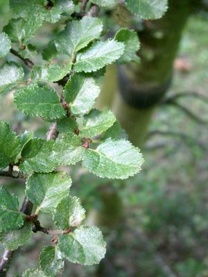 Antarctic Beech — view 2