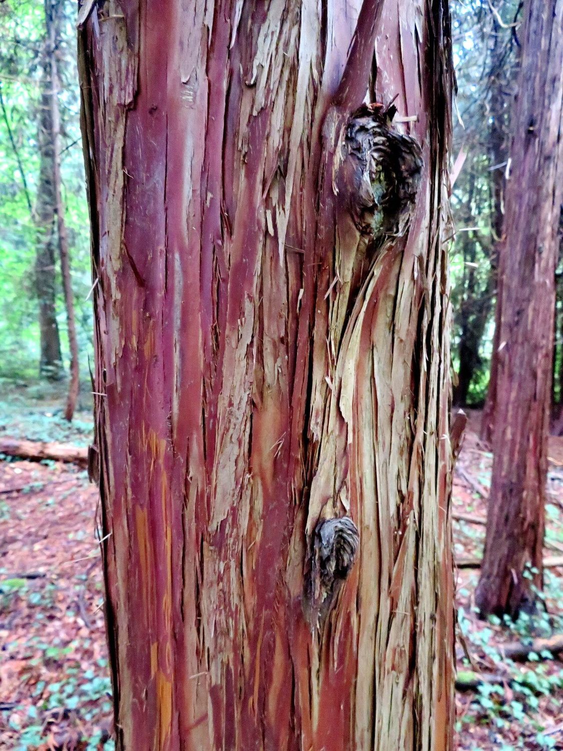 THUJOPSIS dolabrata / Hiba Arborvitae