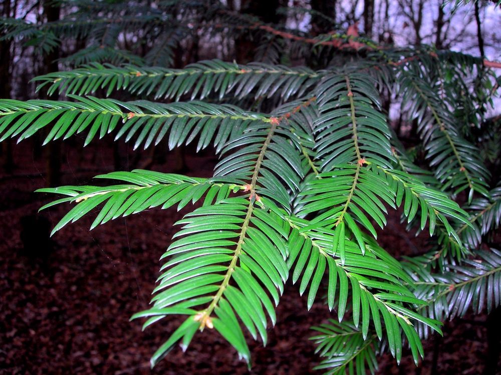 TSUGA heterophylla / Western Hemlock