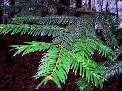 TSUGA heterophylla / Western Hemlock