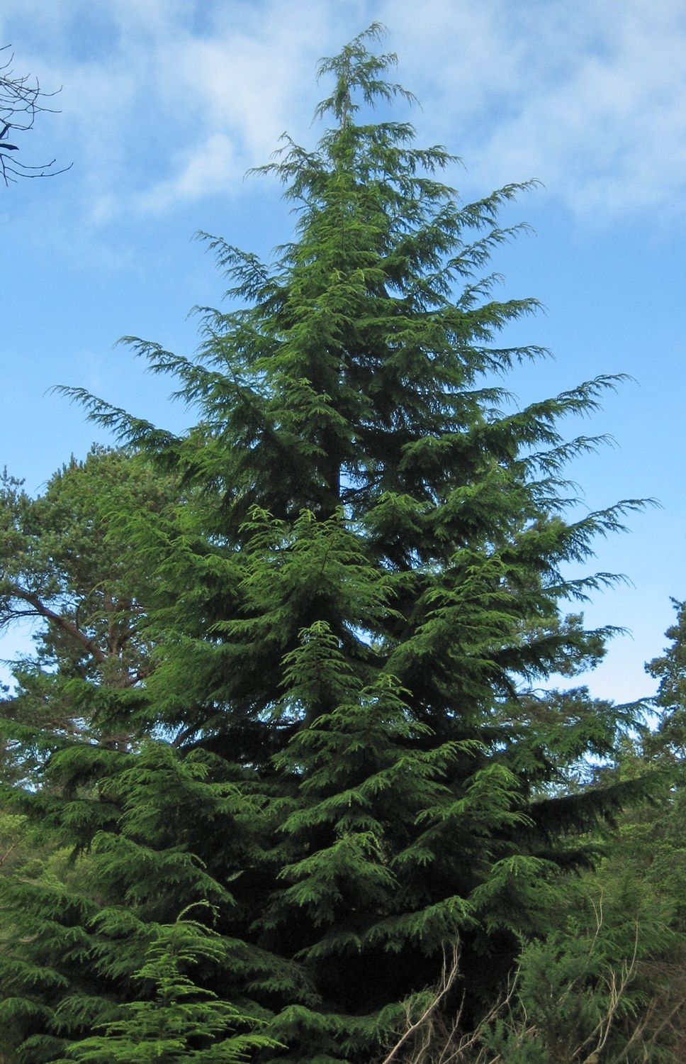 TSUGA heterophylla / Western Hemlock
