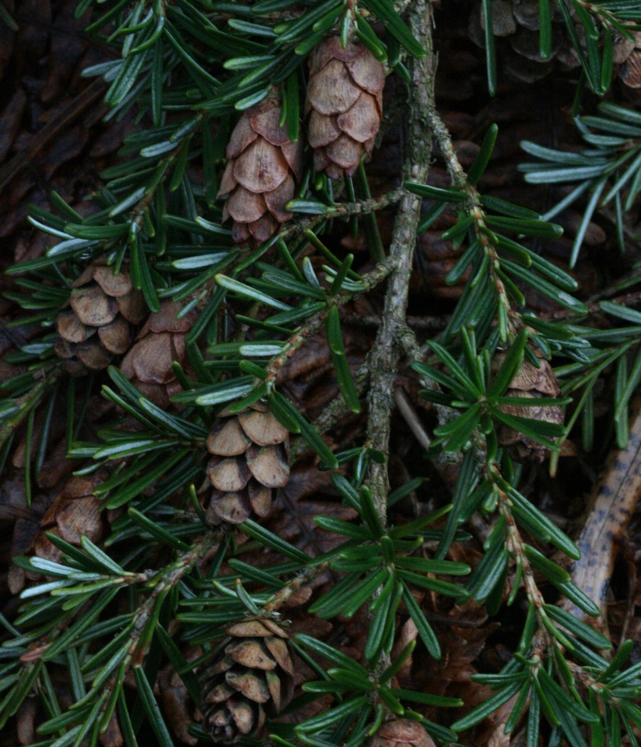 TSUGA heterophylla / Western Hemlock
