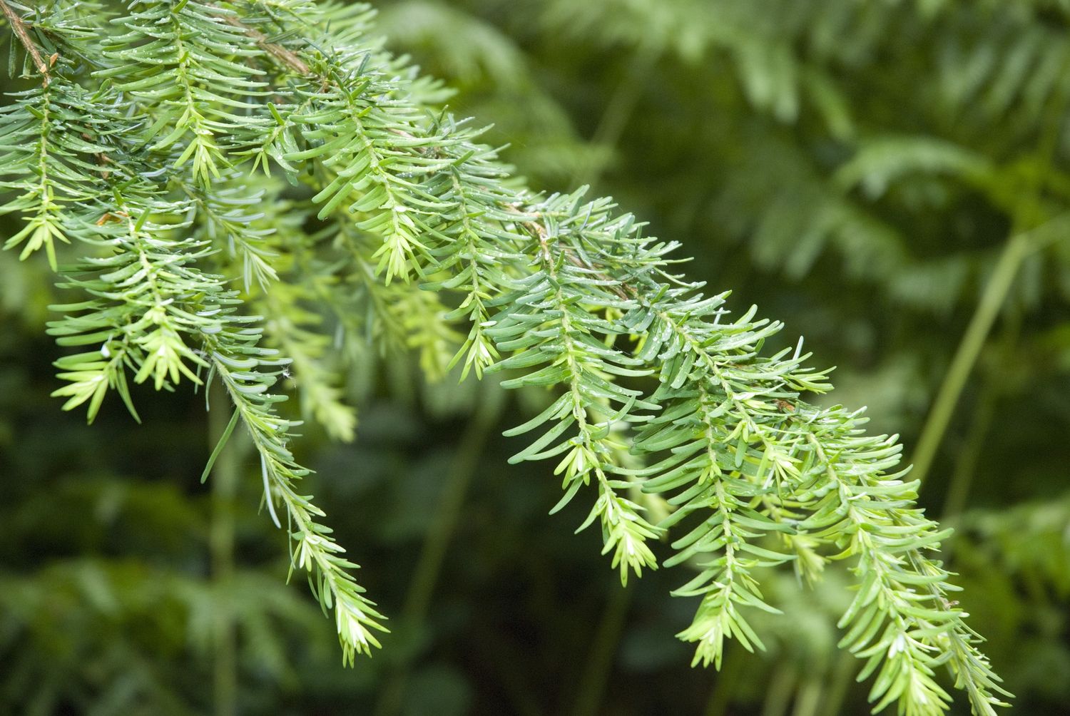 TSUGA heterophylla / Western Hemlock