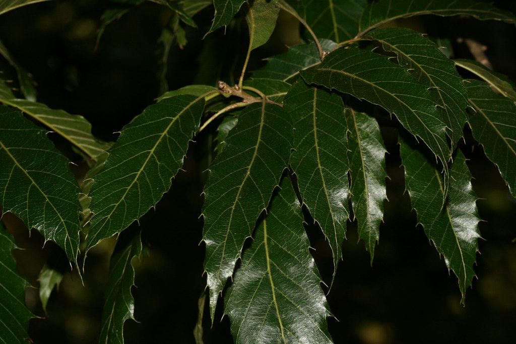 QUERCUS acutissima / Sawtooth Oak