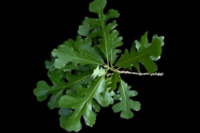 QUERCUS macrocarpa / Bur Oak