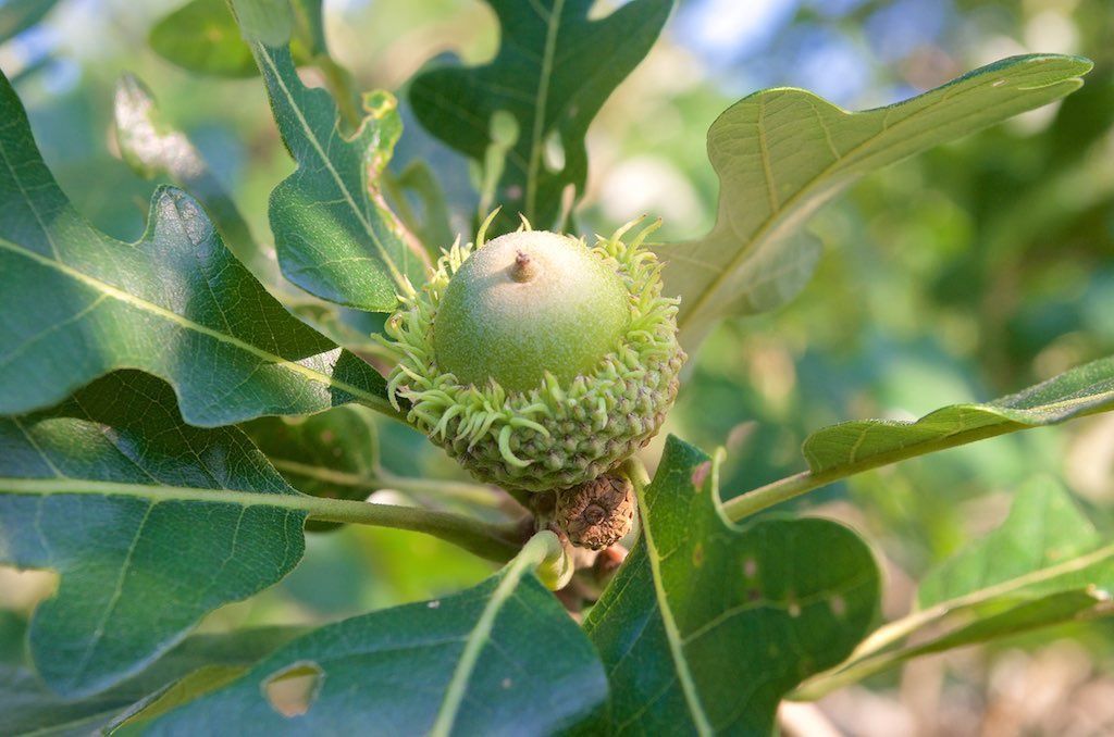 QUERCUS macrocarpa / Bur Oak