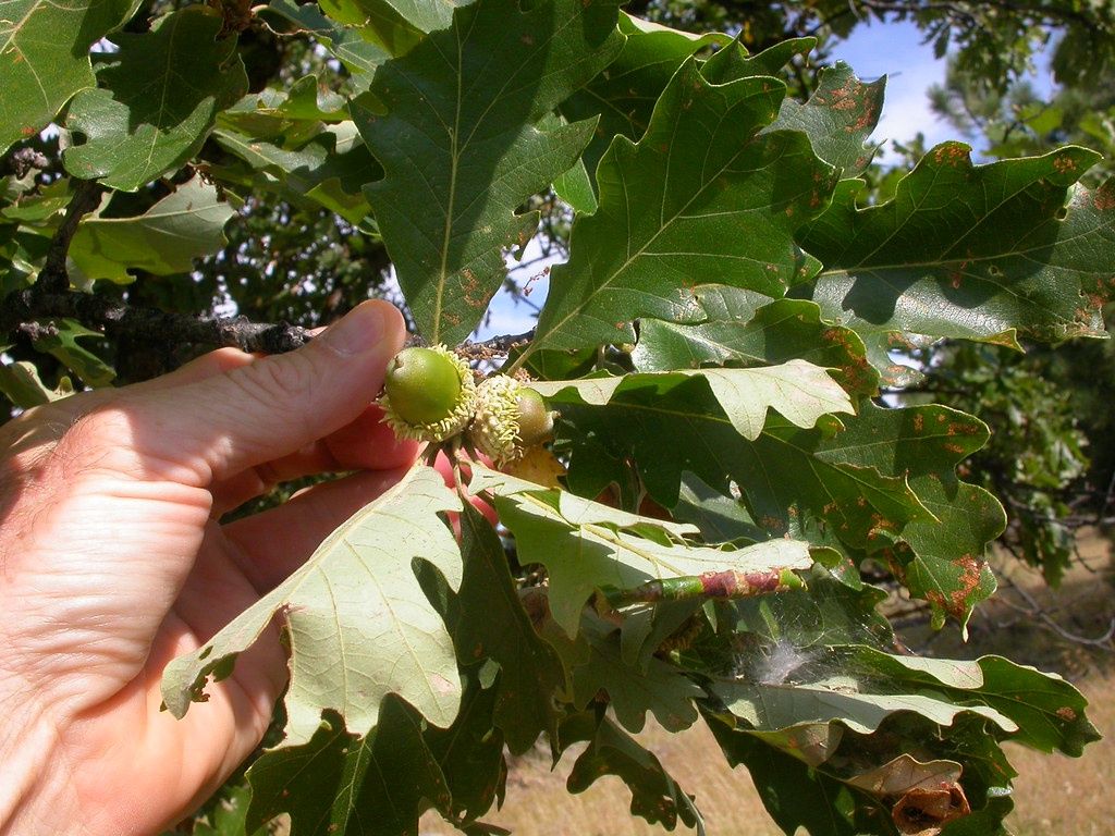 QUERCUS macrocarpa / Bur Oak