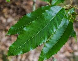 QUERCUS acutissima / Sawtooth Oak