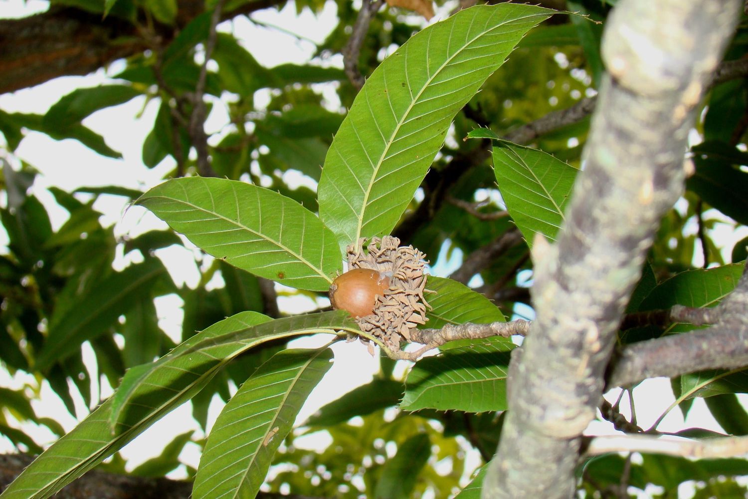 QUERCUS acutissima / Sawtooth Oak