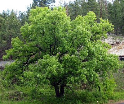 Bur Oak — view 3