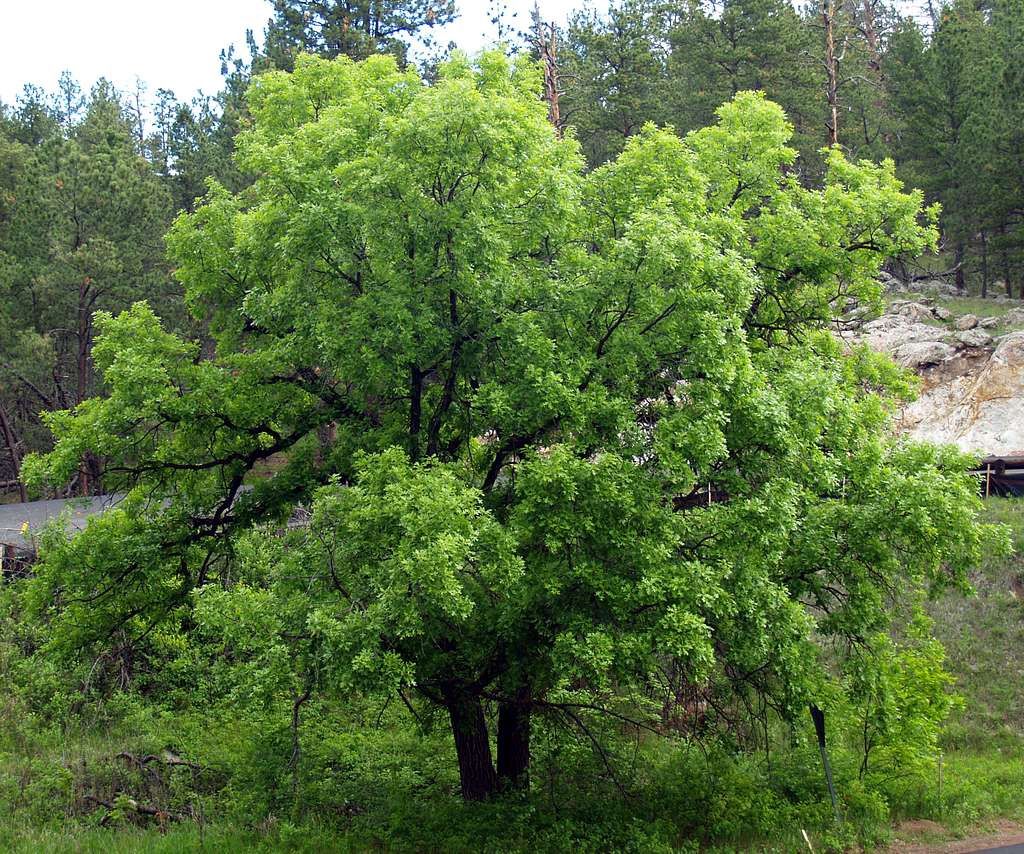 QUERCUS macrocarpa / Bur Oak