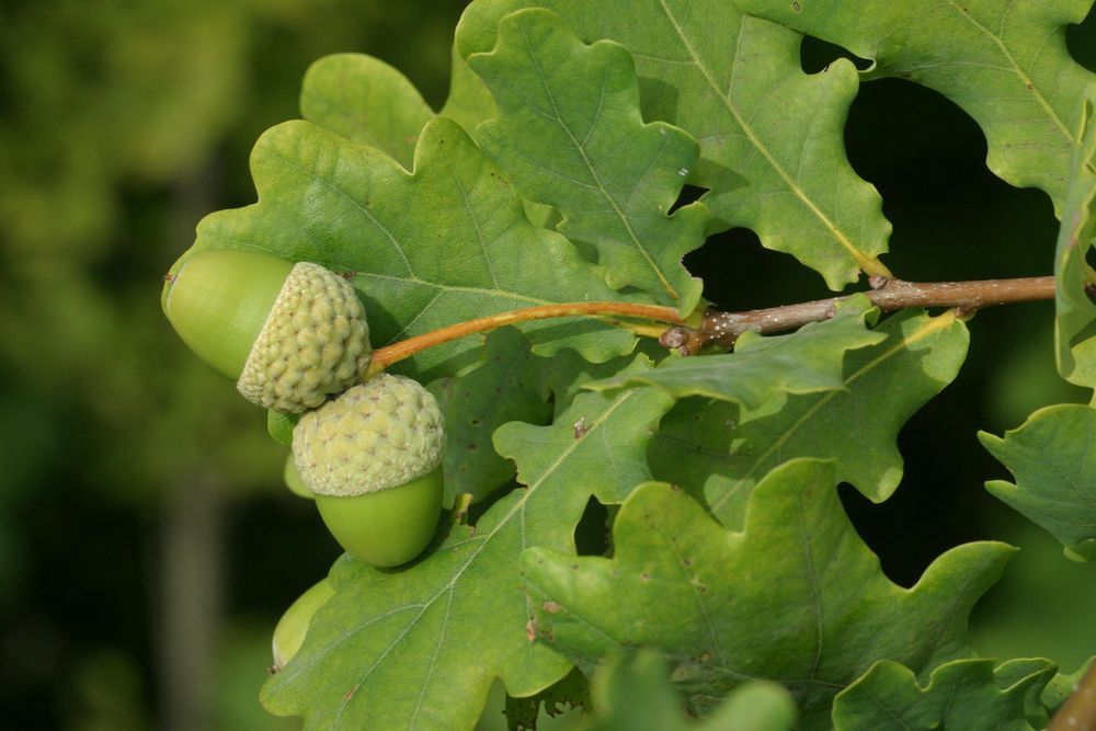 QUERCUS robur / English Oak