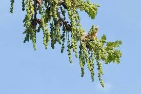 QUERCUS robur / English Oak
