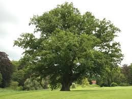 English Oak — view 3