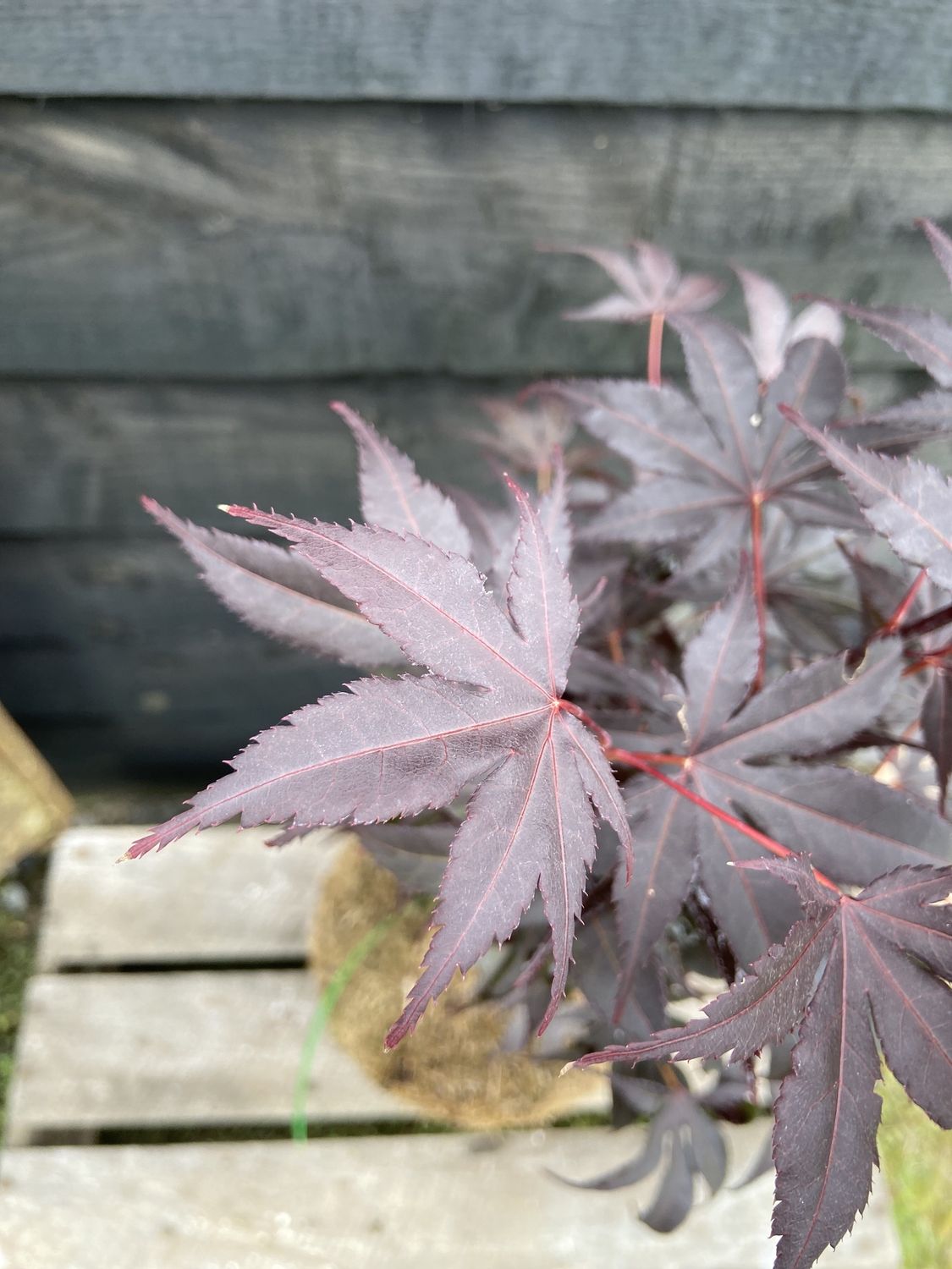 ACER palmatum ‘Bloodgood’ / Japanese Maple