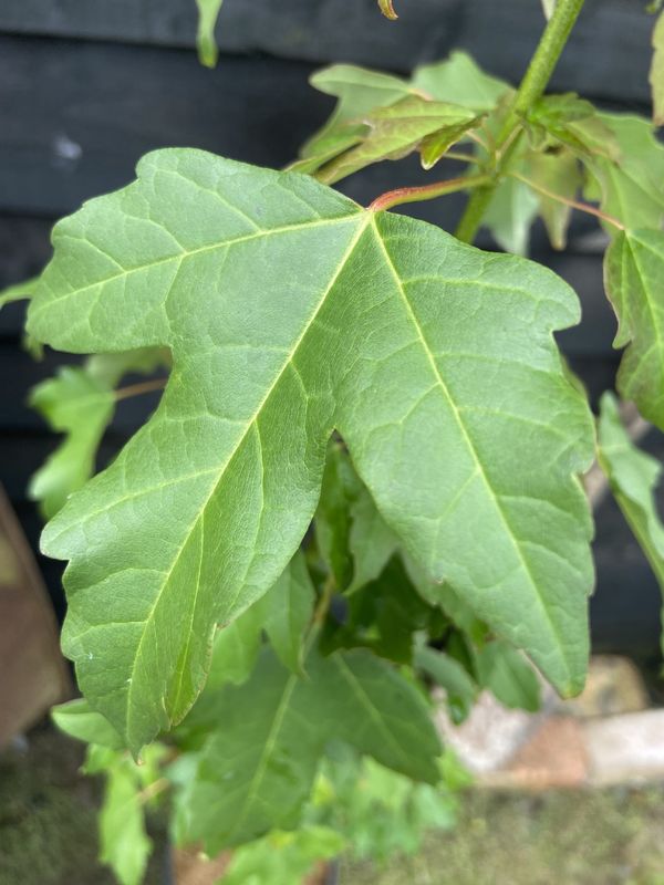 Trident Maple tree for sale UK