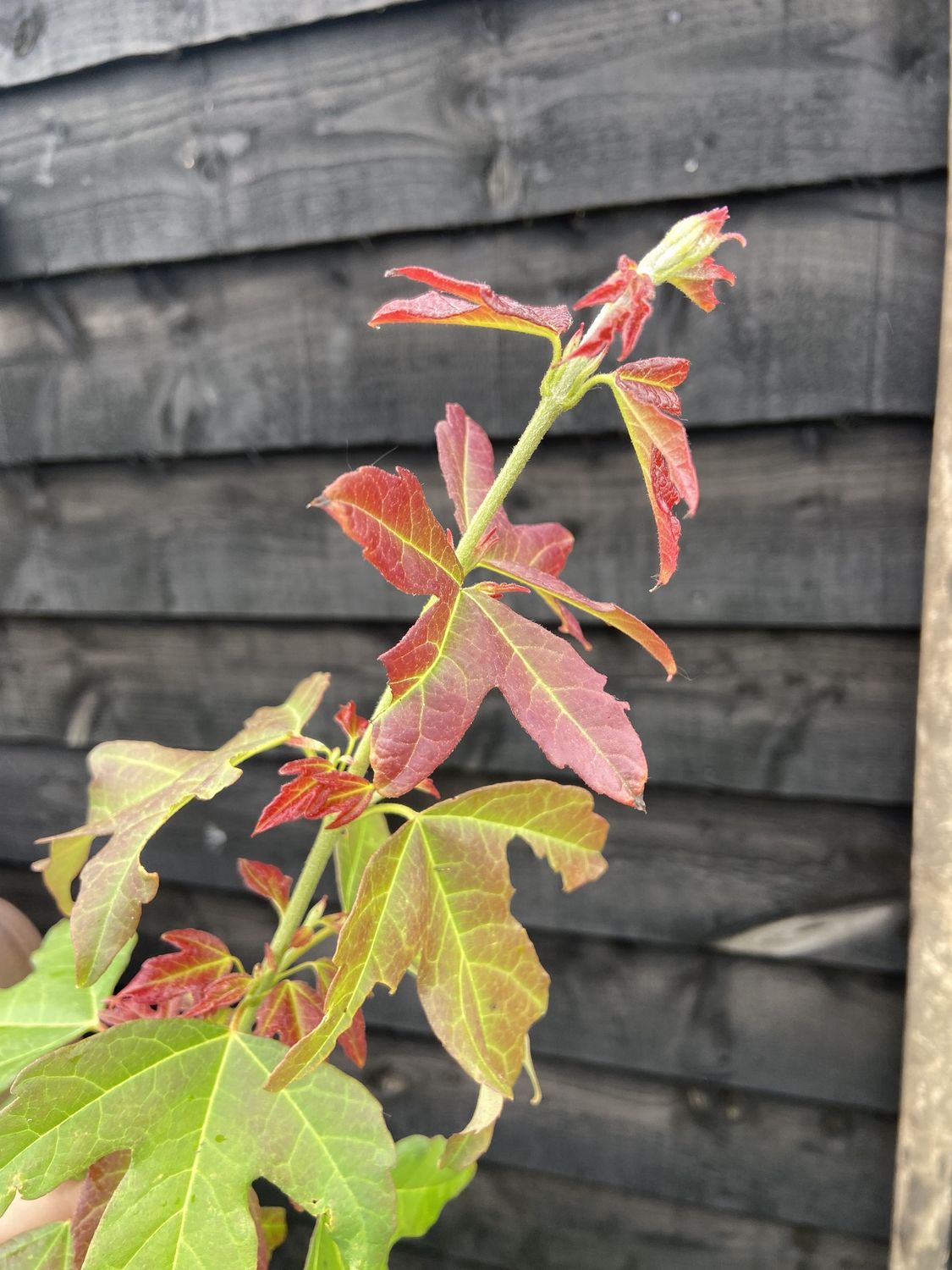 ACER buergerianum / Trident Maple