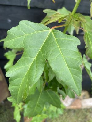 Trident Maple — view 3