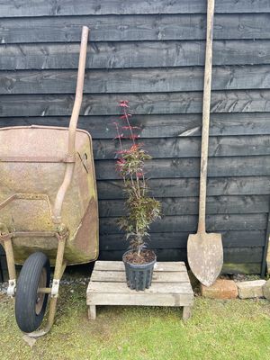 ACER palmatum &#39;Skeeter&#39;s Broom&#39; / Japanese Maple
