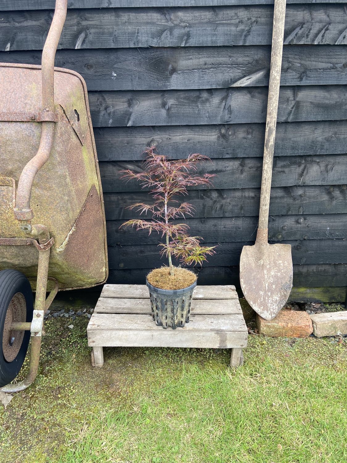 ACER palmatum &#39;Crimson Queen&#39; / Japanese Maple