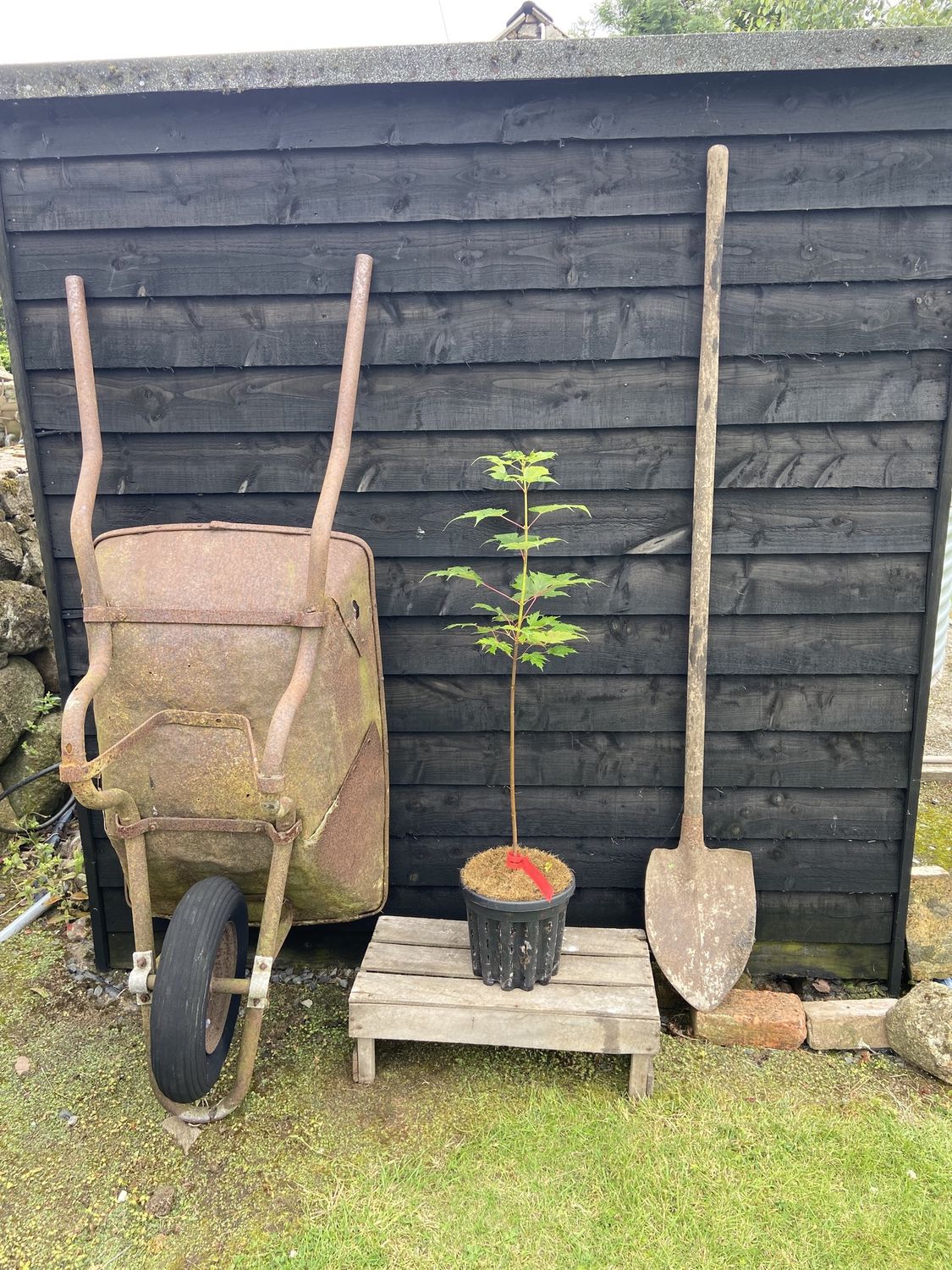ACER freemanii &#39;Celebration&#39; / Scarlet Maple