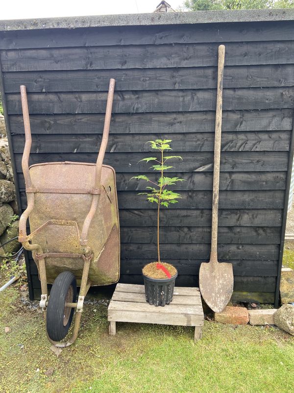 Scarlet Maple tree for sale UK