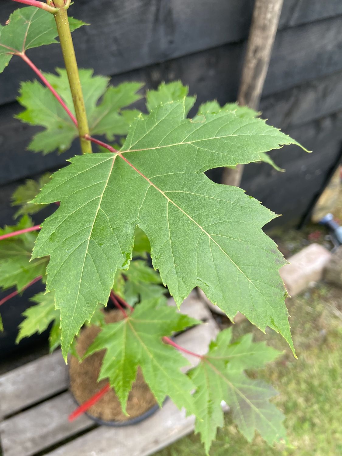 ACER freemanii &#39;Celebration&#39; / Scarlet Maple