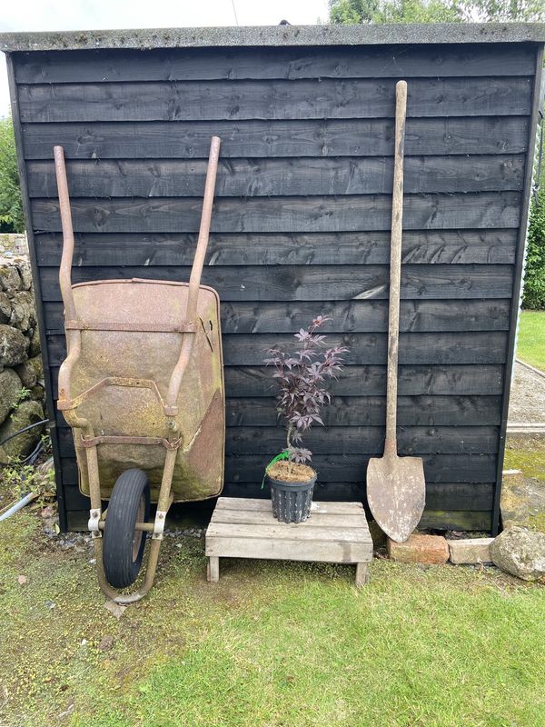Japanese Maple tree for sale UK