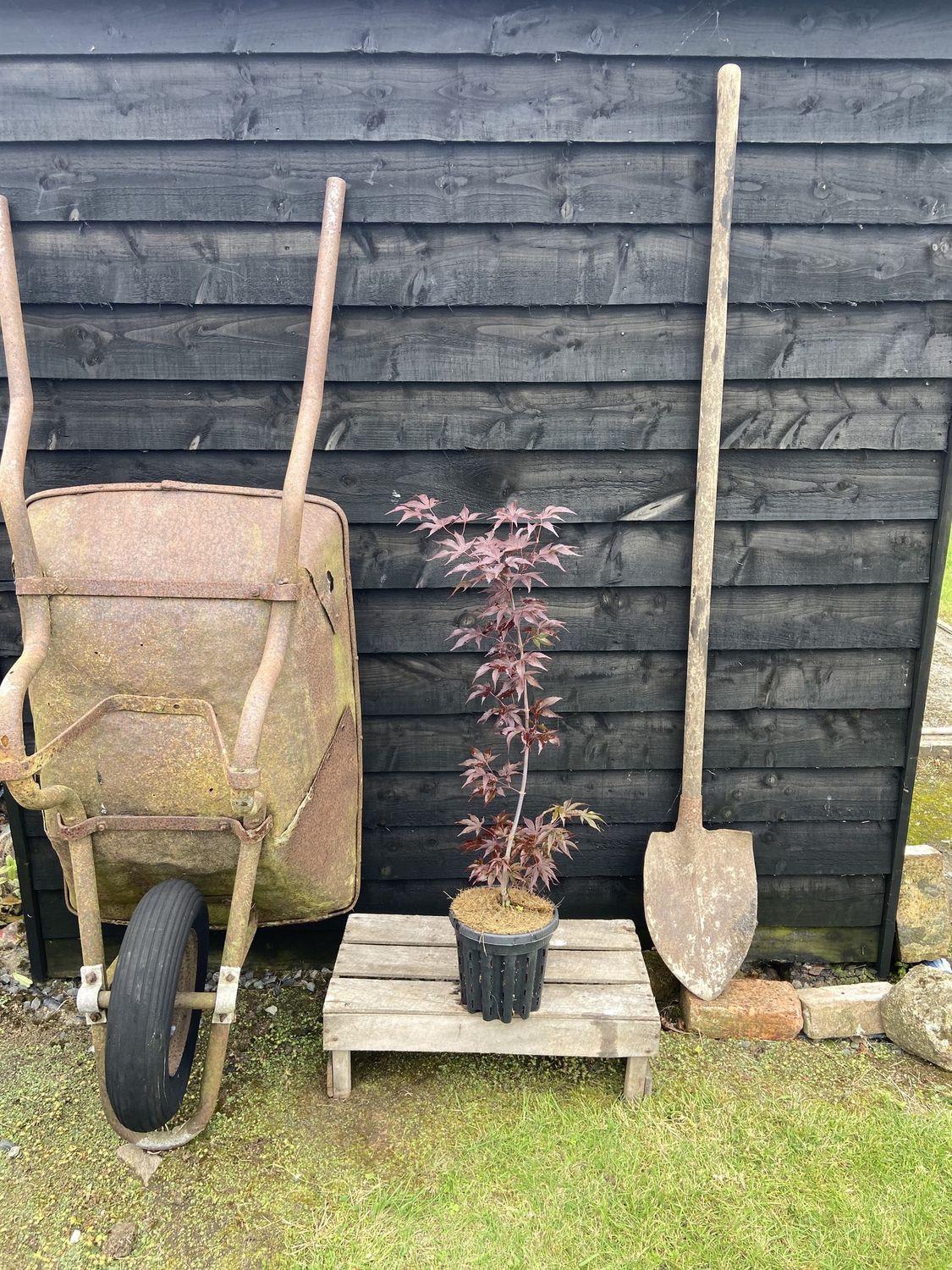 ACER palmatum ‘Fireglow’ / Dwarf Japanese Maple
