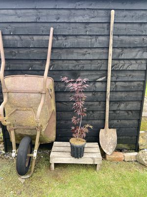 ACER palmatum ‘Fireglow’ / Dwarf Japanese Maple