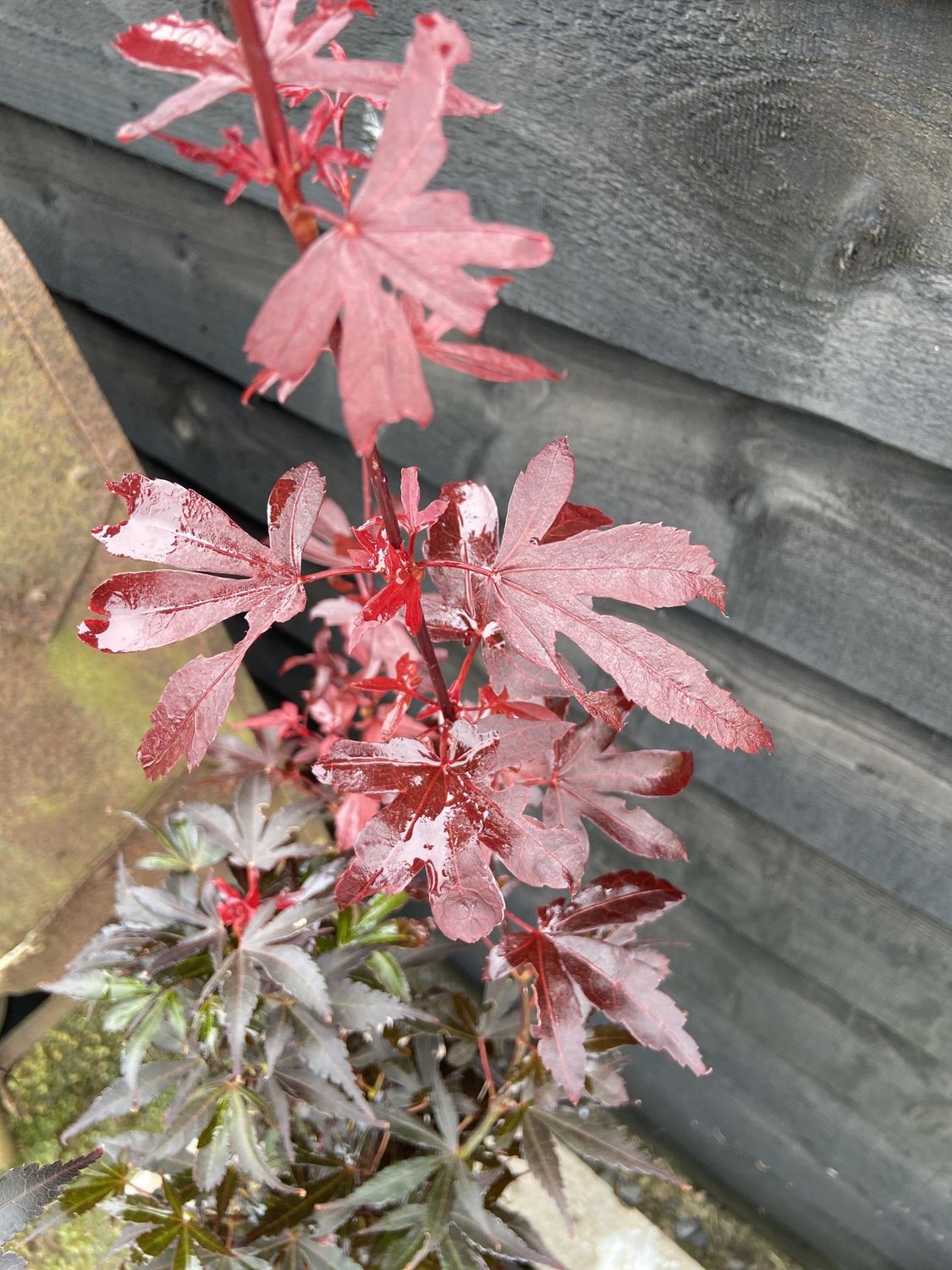 ACER palmatum &#39;Skeeter&#39;s Broom&#39; / Japanese Maple