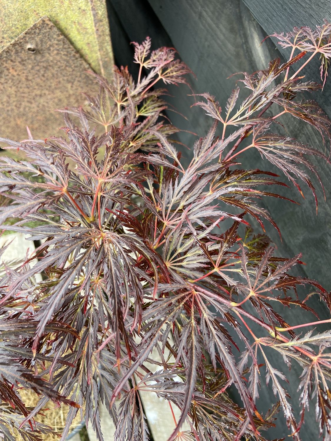 ACER palmatum &#39;Crimson Queen&#39; / Japanese Maple